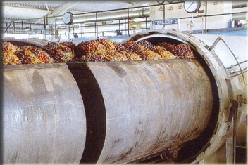 Palm Fruit Processing for Sustainable Palm Wax