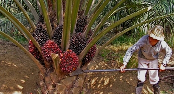 Oil palm farmer harvesting fresh fruit bunches from an oil palm tree for sustainable palm wax production.