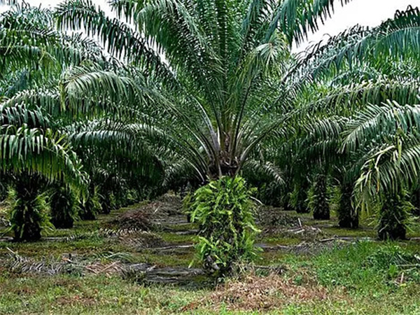 Rows of oil palm trees growing in a sustainable palm plantation.