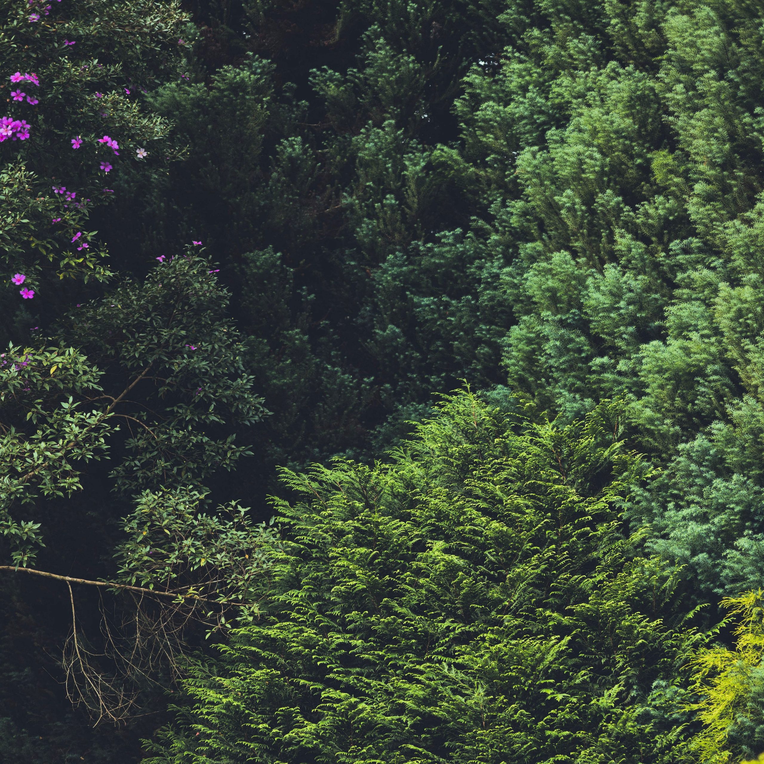 Vata element, forest canopy